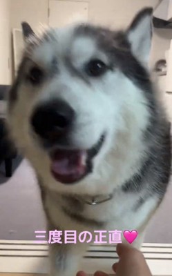 笑顔のケールくん