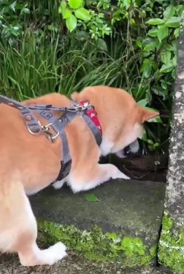 意外と臆病な性格