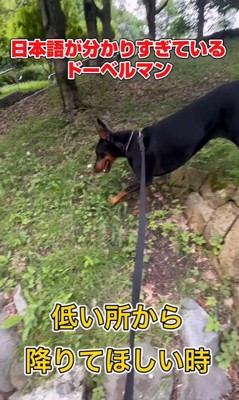 日本語を理解しすぎているルイくん8