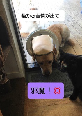 猫に怒られちゃった