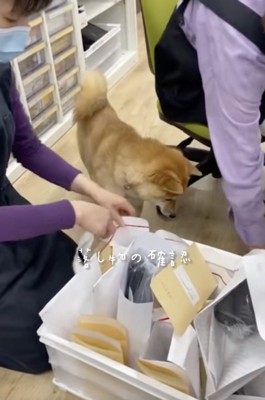 「しごでき」看板犬、ハクくん