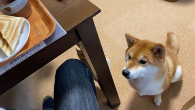 「ちょうだい」とアピール中