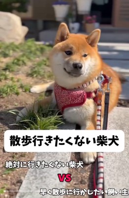 散歩に行きたくないうみくん