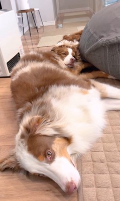 体が長く見えるガルチェロくん7