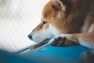 窓の外を見つめる柴犬