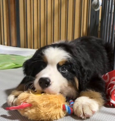 おもちゃにかじりつく子犬