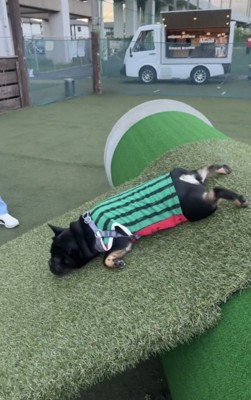 全身を伸ばして滑る犬