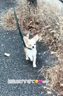 歩き方が可愛いこはくくん1