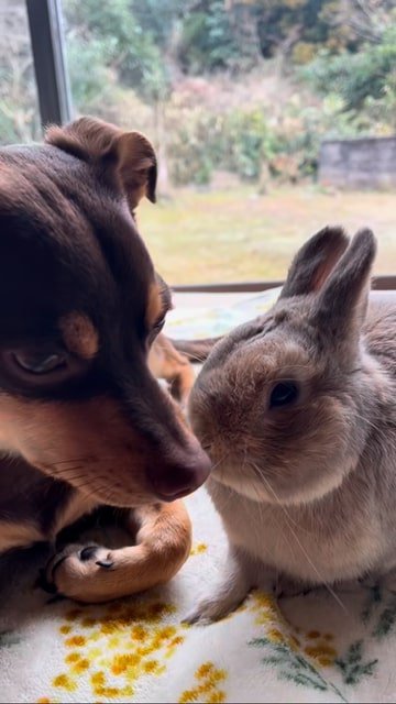 窓辺でくつろぐ犬とウサギ