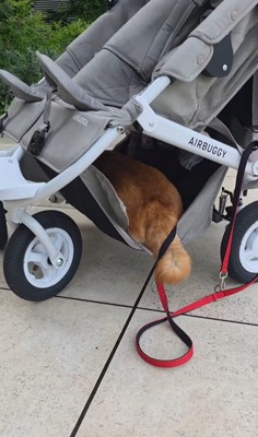 むぎちゃんと女の子2人のお散歩7