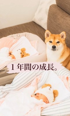 生後間もない赤ちゃんをそばで見守る柴犬