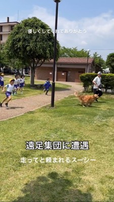 小学生に追いかけられるゴールデンレトリバー