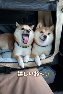 声を出す柴犬