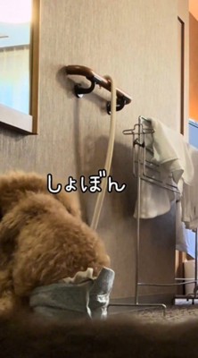 鏡の前でうなだれるトイプードル