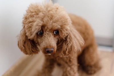 怖がっている犬