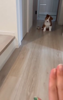 さらに首をかしげるアンディ君