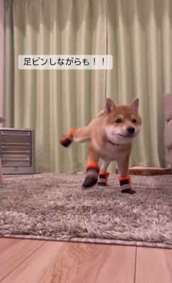 靴の練習をする犬2