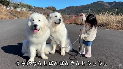 超大型犬2頭の散歩！？
