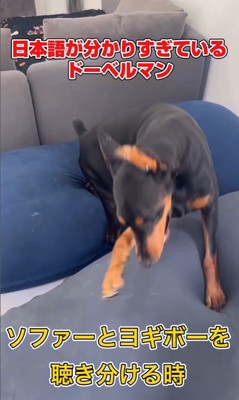 日本語を理解しすぎているルイくん2