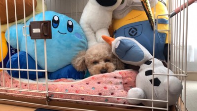 いちごちゃんのケージにぬいぐるみを入れたら10