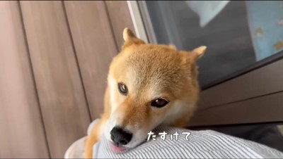 女性の足にしがみつきながら見上げる犬