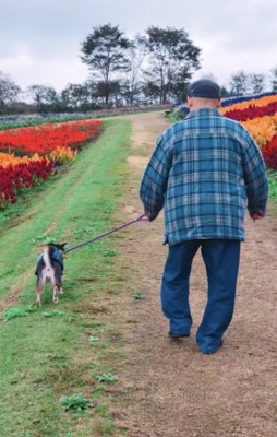 並んで歩くおじいちゃんと犬の後ろ姿