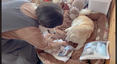 おやつを貰う柴犬