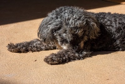 自分の前足を噛む犬