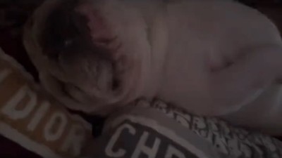 布団で眠る犬