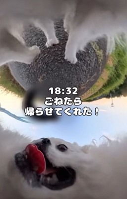 帰る犬