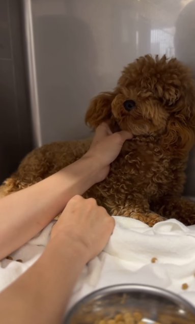 ケージの隅で震えながら人の手をにらみつけるボサボサのトイプードルのパピー