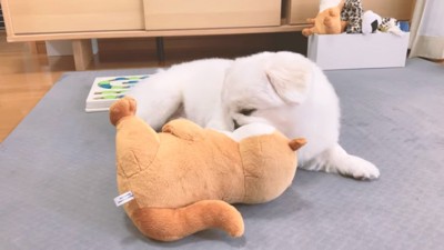 おもちゃで遊ぶぷんちくん