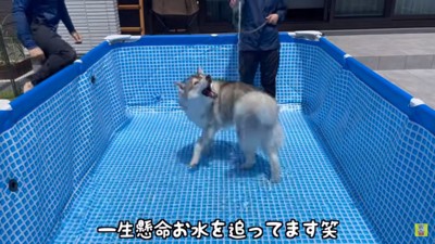 水遊びするもんちゃん