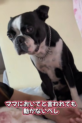 お姉ちゃんのそばを離れません