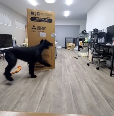 ダンボールを倒そうとする犬
