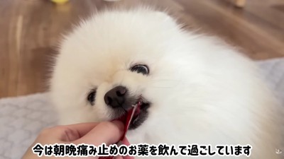 1週間の安静と朝晩の投薬で治療