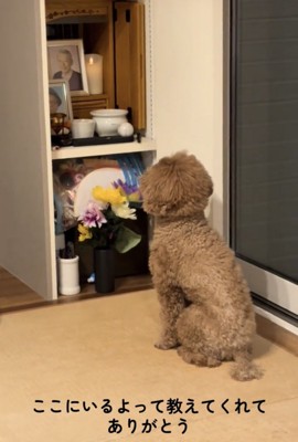 仏壇を見つめたままじっとする犬