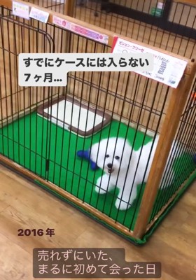 笑顔で見上げるまるちゃん