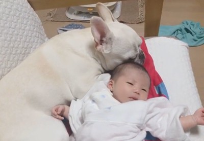 赤ちゃんに寄り添うロイちゃん6