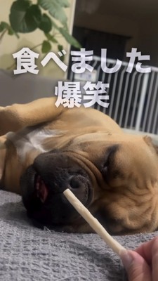 寝ながら口をパクパクする犬