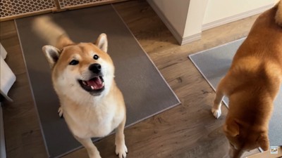 ナラちゃん&ソラくんの熱烈歓迎4