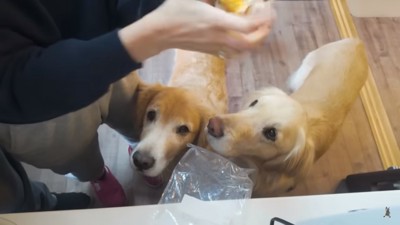 ママの元に集まる2匹