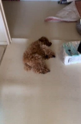 寝ている犬1