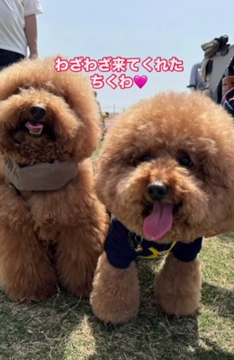 正面を見て並んでいる2匹の犬