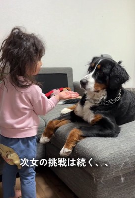 おかわりしないベルちゃん