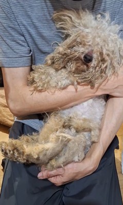 シリルちゃんが幸せをつかむまで4
