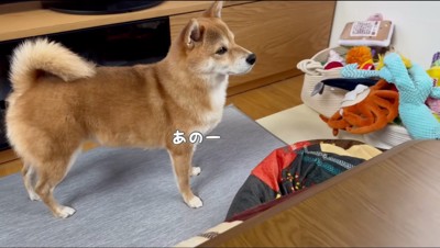 男性の様子をうかがう雌の柴犬