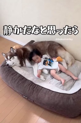 犬を枕にして眠る男の子