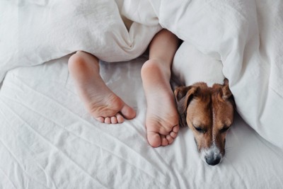 足元で眠る犬