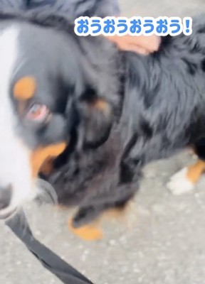 上目づかいで見つめる犬